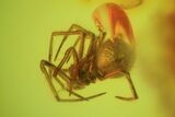 Fossil Spider (Aranea) In Baltic Amber #45124-1